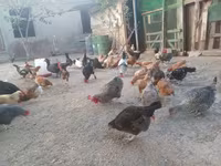 Chickens — photo 8
