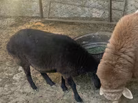 Baran, Arashan sheep — zdjęcie 8