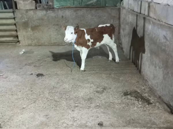 Bik, Simmental cattle