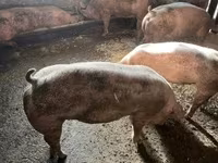 Cerdos (lote, sexo no especificado), Cerdos — foto 3