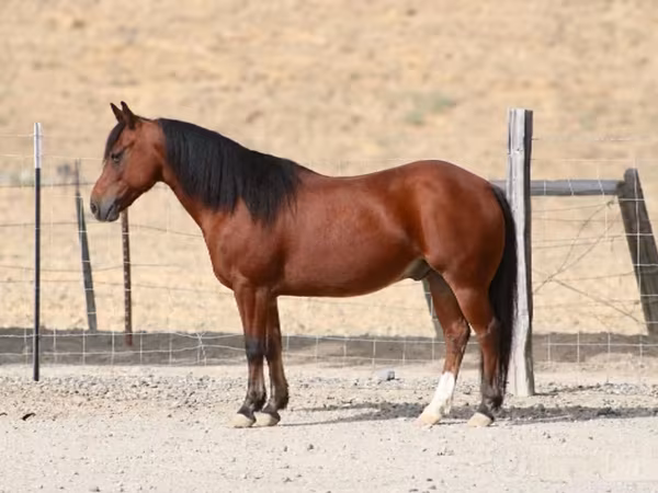Pastuv, Quarter Horse