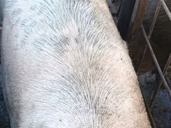猪（批次，未指定性别）, Pigs