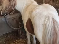 Yegua, Caballos — foto 2