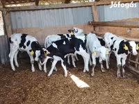 雄牛, Russian Black pied cattle — 写真 1