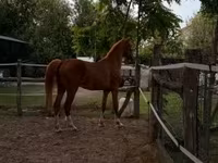 Égua, Hungarian horse breed — foto 3