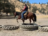 Pastuv, Quarter Horse — fotografija 8