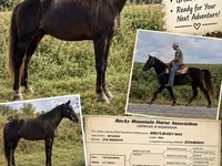 Pastuv, Rocky Mountain Horse — fotografija 1