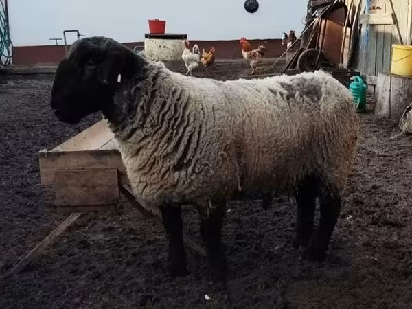 Qoyun, White Suffolk sheep
