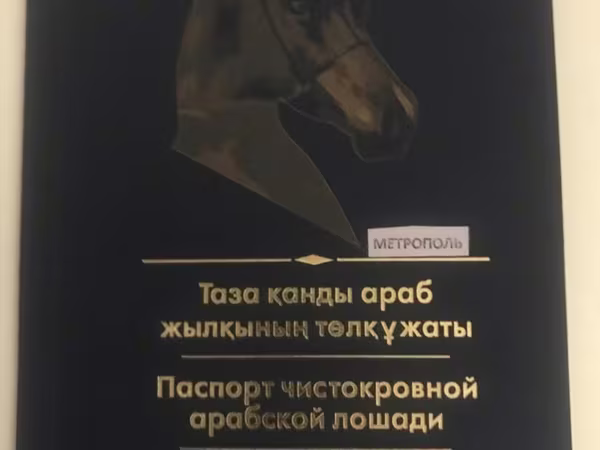 Pastuv, Arabian horse