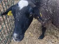公羊, Merino sheep — 照片 5