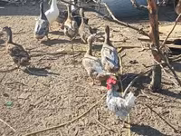 Ducks — الصورة 3