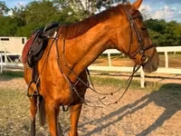 Koń, Thoroughbred horse — zdjęcie 2