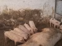 Cerda, Cerdos — foto 2