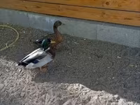 Ducks — Foto 1