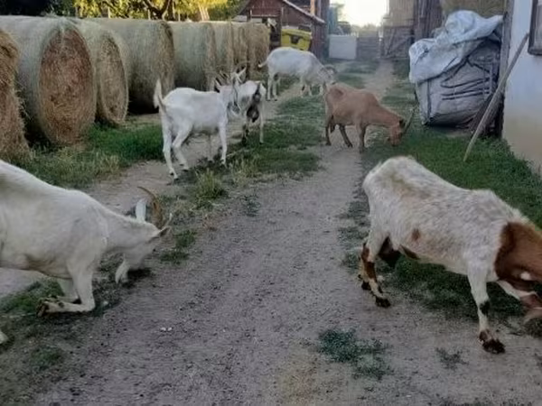 Koza, Kozy — Węgry