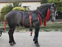 Hengst, Pferde — Foto 5