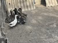 Ducks — photo 4