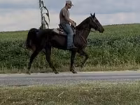 Pastuv, Rocky Mountain Horse — fotografija 6