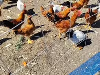 Chickens — 照片 2