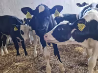 Бик, Russian Black pied cattle — фото 3