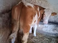 بقرة, Simmental cattle — الصورة 2