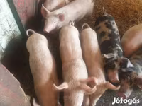 خنزير ذكر, الخنازير — الصورة 6