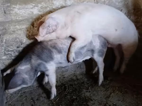Vepar, Ландрас