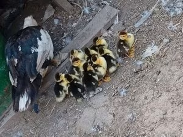 Ducks