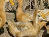 Ducks — zdjęcie 2