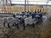 Ovca, Romanov sheep — fotografija 5