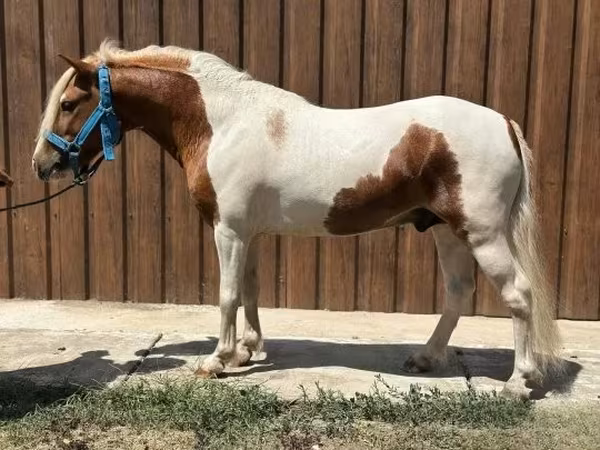 Cavalo, Cavalos
