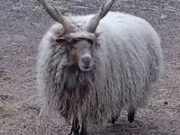 كبش, Racka sheep — الصورة 2