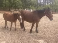 Mare, Horses — photo 2