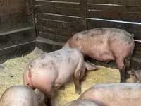 母猪, Pigs — 照片 6