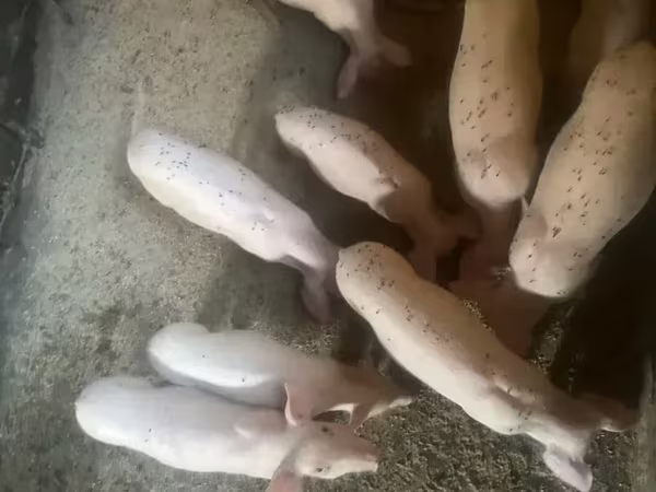 Locha, Ландрас