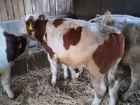 Byk, Simmental cattle — zdjęcie 4