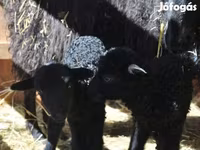 Widder, Racka sheep — Foto 3