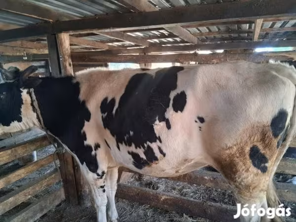 Krava, Russian Black pied cattle