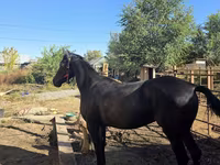 Kobila, Arabian horse — fotografija 3
