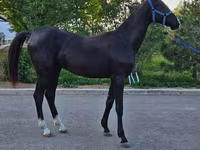 Pastuv, Akhal-Teke — fotografija 5