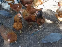 Chickens — zdjęcie 3