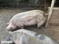 मादा सूअर, सूअर — फ़ोटो 1