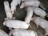 Cerda, Cerdos — foto 2