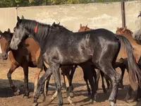 公马, Orlov Trotter — 照片 4