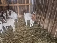 Jarac, Boer goat — fotografija 4