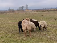 Carneiro, Arashan sheep — foto 3