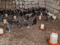 Chickens — fotografija 1