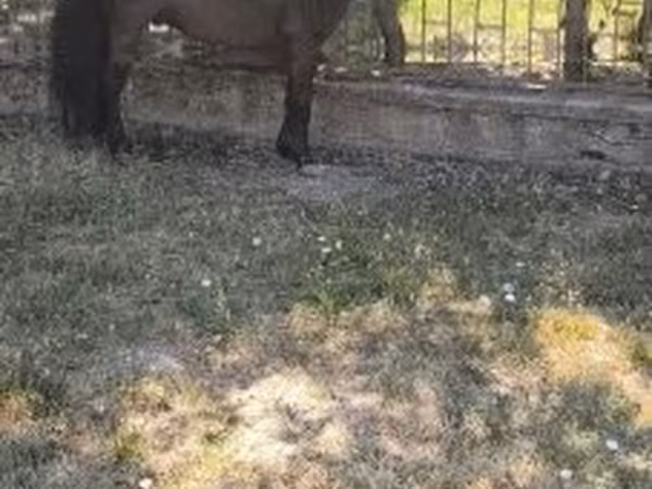 Cavalo, Australian Pony