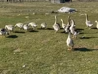 Geese — Foto 1