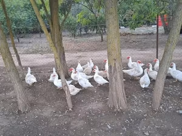 Ducks — Hongrie